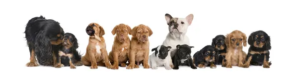 Grupo de perros sentados frente a fondo blanco, plano de estudio —  Fotos de Stock