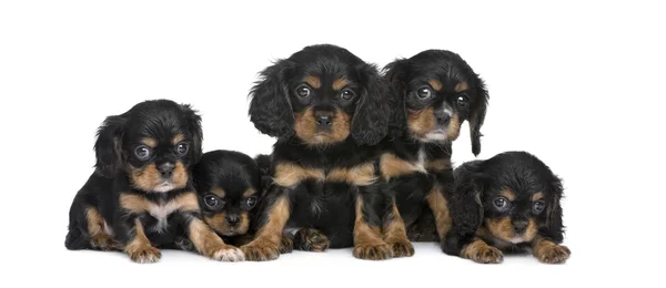 Cavalier King Charles puppy in a row (7 weeks) — Stock Photo, Image