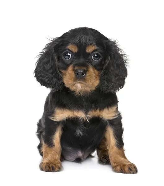 ลูกสุนัข Cavalier King Charles (7 สัปดาห์ ) — ภาพถ่ายสต็อก