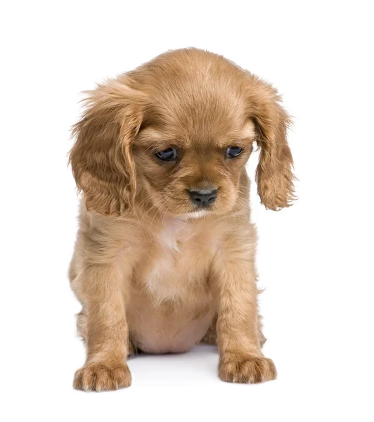 キャバリア ・ キング ・ チャールズの子犬 (7 週間) — ストック写真