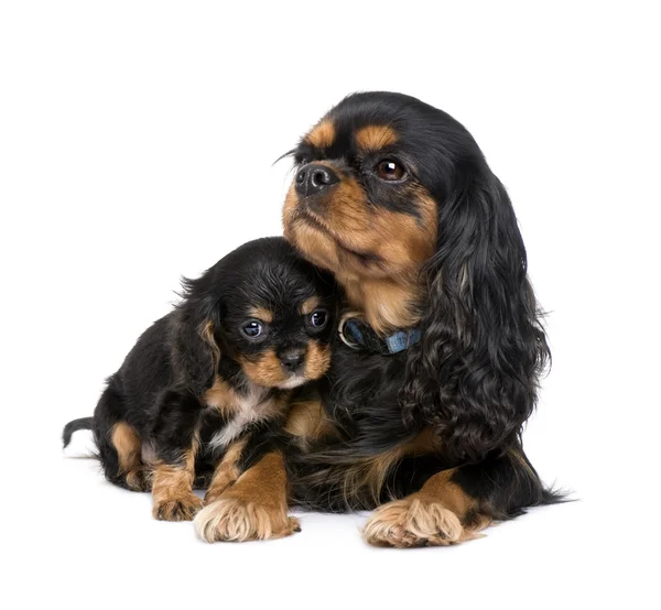 Cavalier King Charles puppy and mother — Stock Photo, Image