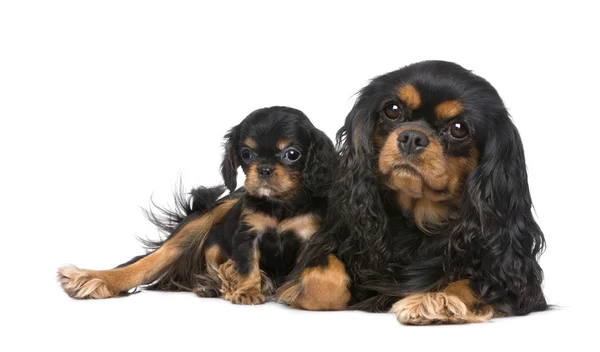 Cavalier King Charles mother and pup — Stock Photo, Image