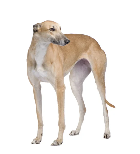 Greyhound — Stockfoto