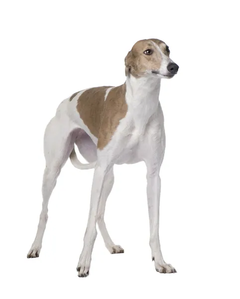 Greyhound (15 meses ) — Fotografia de Stock