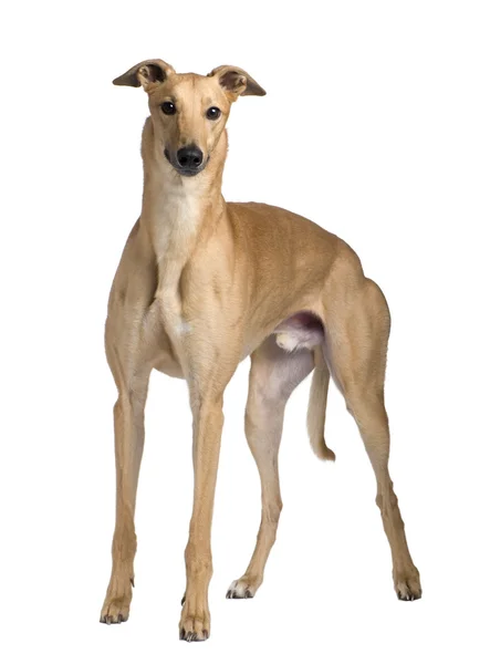 Greyhound (17 månader) — Stockfoto