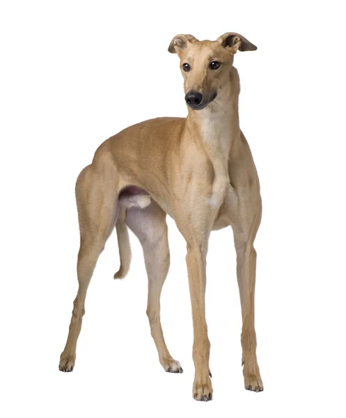 Greyhound (17 ay) — Stok fotoğraf