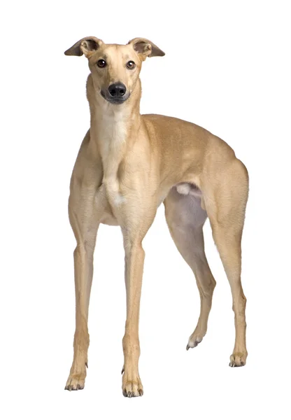 Greyhound (17 months) — Stock Photo, Image