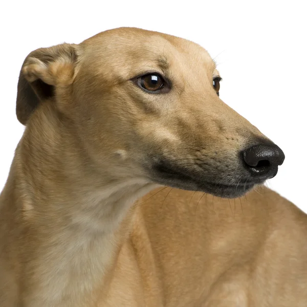 Greyhound (17 ay) — Stok fotoğraf