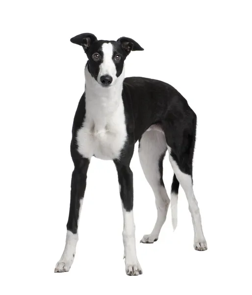Greyhound (7 hónap) — Stock Fotó