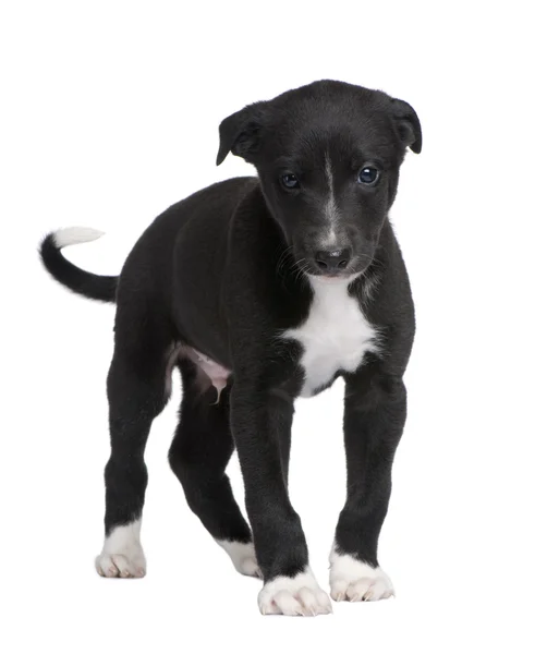 Chiot Greyhound (6 semaines ) — Photo