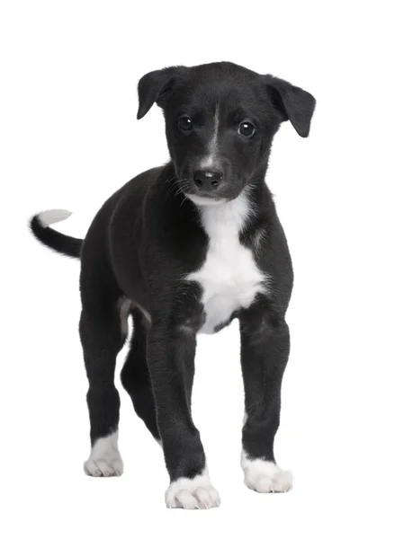 グレーハウンド子犬 (6 週間) — ストック写真