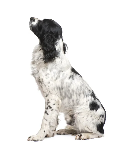 英国史宾格犬 (1 年) — 图库照片
