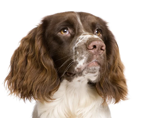 English Springer Spaniel, 10 months old, in front of a white background — Stock Photo, Image