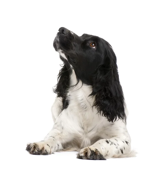 英国史宾格犬 (2 年) — 图库照片