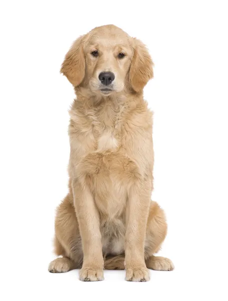 Golden Retriever cachorro (5 meses ) —  Fotos de Stock