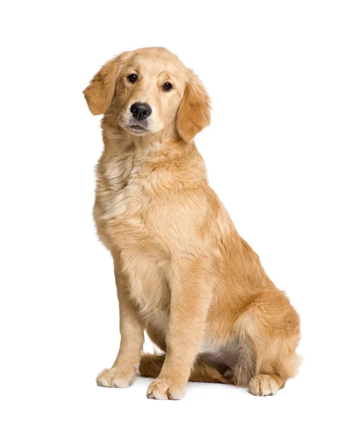 Zlatý retrívr štěně (5 měsíců) — Stock fotografie