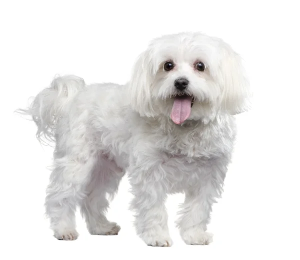 Malteser Hund (4 Jahre)) — Stockfoto