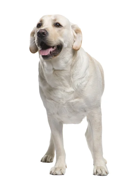 Labrador (2 Jahre)) — Stockfoto