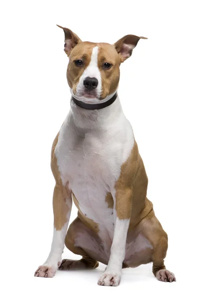 American Staffordshire terrier, sentado frente al fondo blanco —  Fotos de Stock