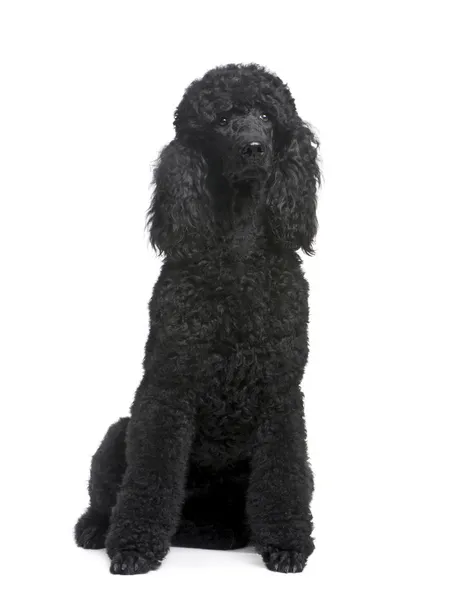 Royal Poodle — Stock Photo, Image