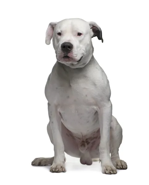 Argentine Dogo (2 years) — Stock Photo, Image