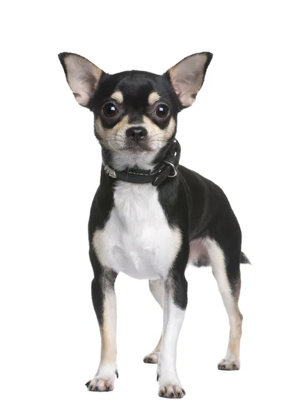 Chihuahua (1 rok) — Stock fotografie
