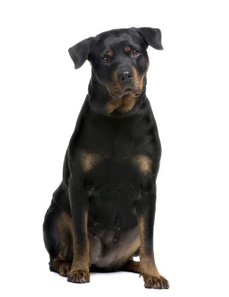 Rottweiler (4 ani ) — Fotografie, imagine de stoc