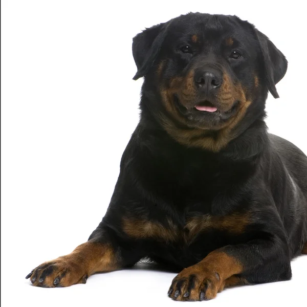 罗特韦尔犬 (3 年) — 图库照片