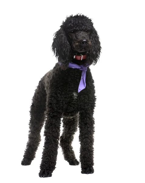 Royal Poodle (18 meses ) — Fotografia de Stock