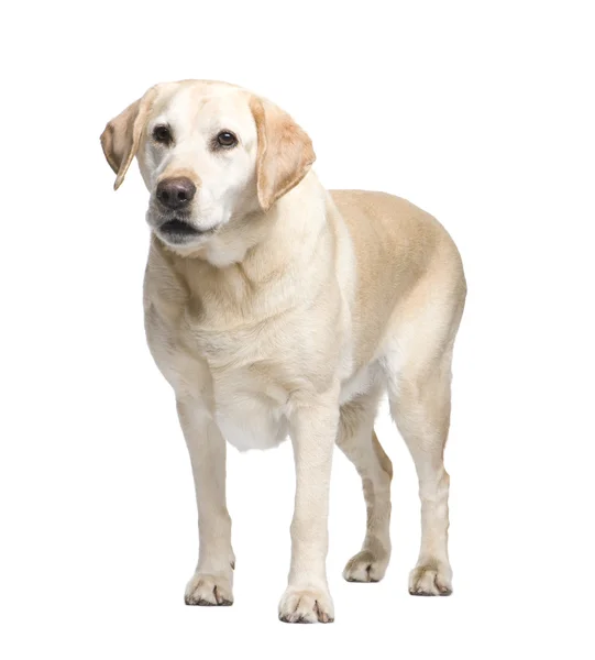 Labrador (9 jaar) — Stockfoto