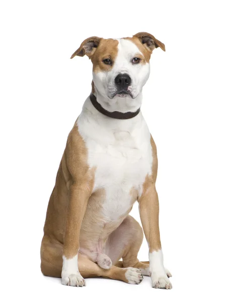 American Staffordshire terrier, sentado frente al fondo blanco —  Fotos de Stock