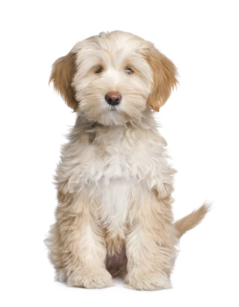 Cãozinho Terrier tibetano (3 meses ) — Fotografia de Stock