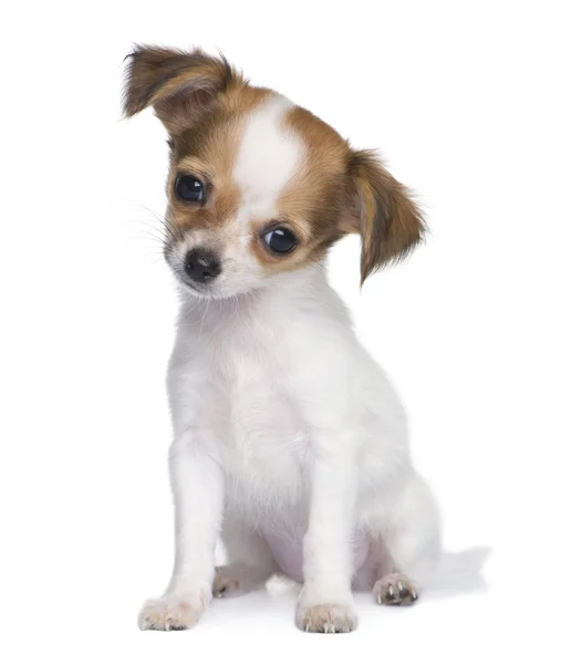 Chihuahua köpek yavrusu (3 ay) — Stok fotoğraf