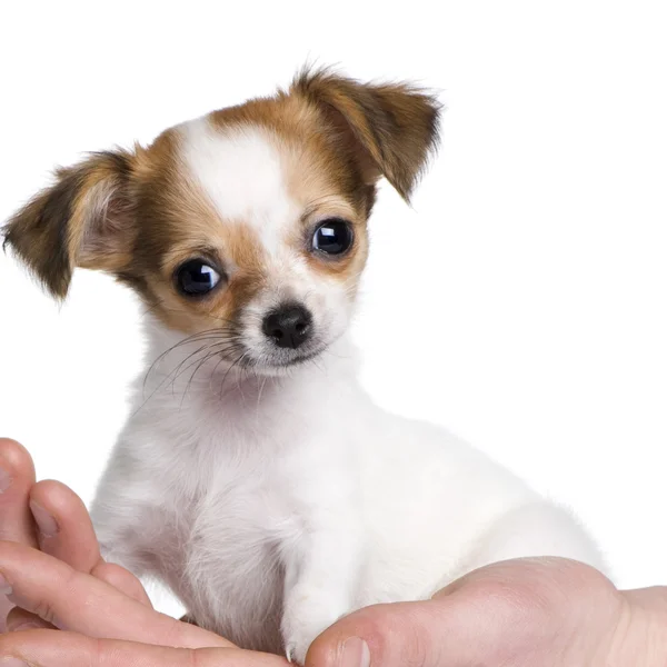 Chihuahua puppy in een hand (3 nachtvlinders) — Stockfoto