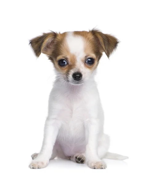 Chihuahua (3 ay) — Stok fotoğraf