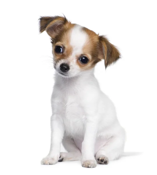 Chihuahua (3 měsíce) — Stock fotografie