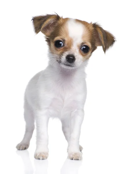 Chihuahua-Welpe (3 Motten)) — Stockfoto
