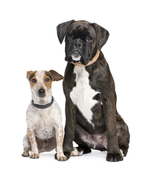 Couple of a Boxer and a crossbreed dog — Stock Photo, Image