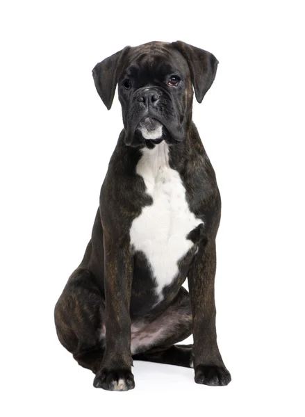 Boxer (5 months) — Stock Photo, Image