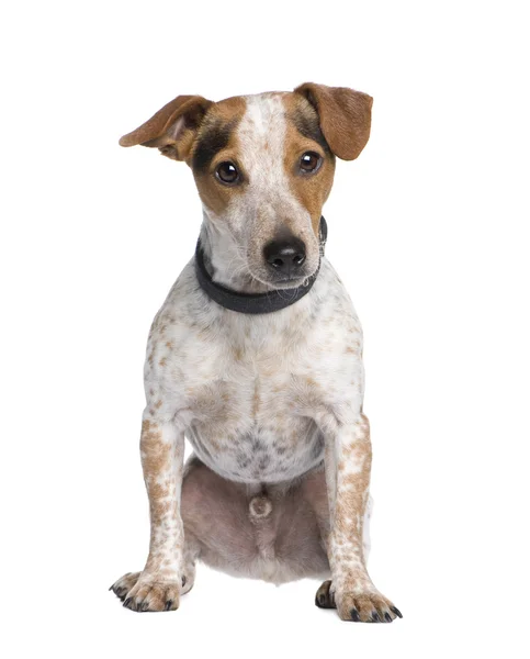 Mixed-Raça cão entre um valete russell e um Dachshund (3 anos ) — Fotografia de Stock