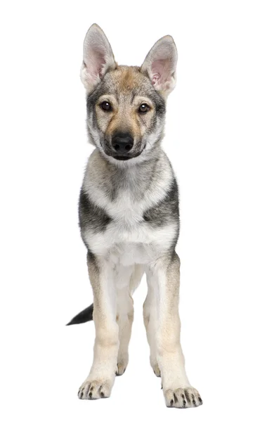 Tsjecho-Slowaakse wolfhond pup (3 maanden) — Stockfoto