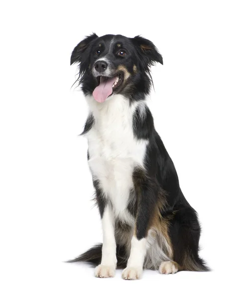 Border Collie (18 months) — Stock Photo, Image
