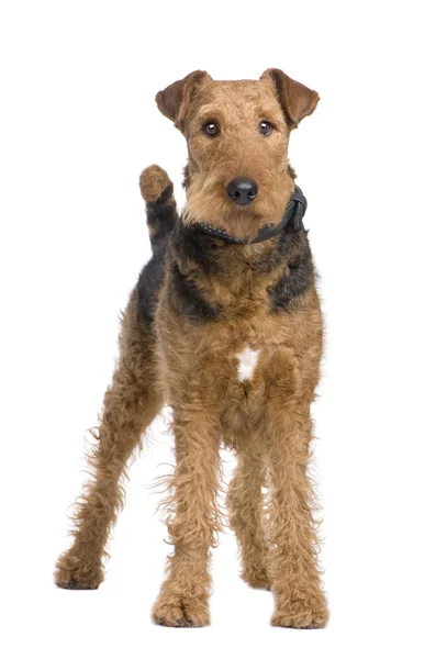 stock image Airedale Terrier (2 years)