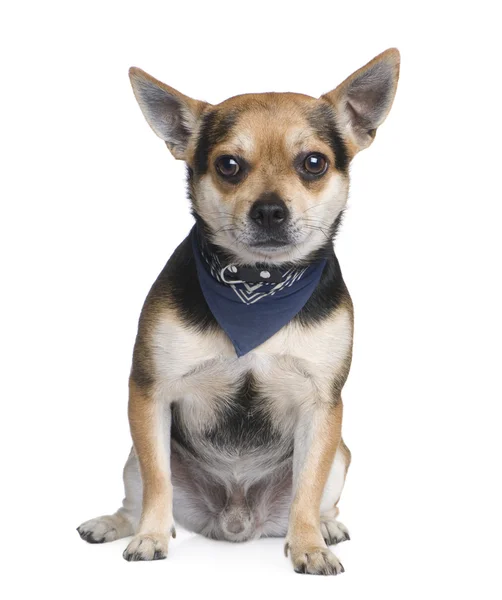 Mixed-Breed Dog with a chihuahua (2 years) — Stock Photo, Image
