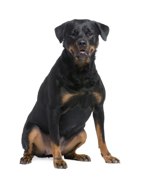 Rottweiler (3 yıl) — Stok fotoğraf
