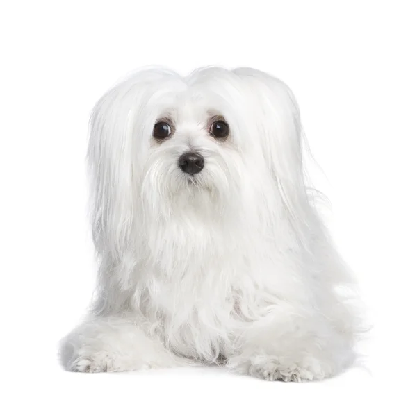 Maltese hond (8 jaar) — Stockfoto