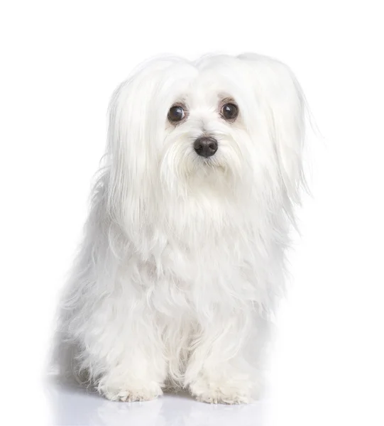 Maltese hond (8 jaar) — Stockfoto