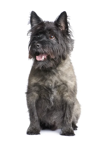 Cairn Terrier (8 Jahre)) — Stockfoto