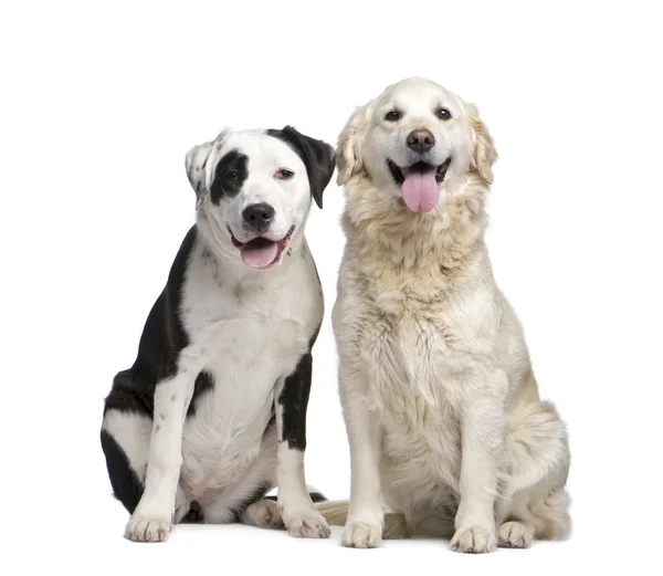İki karışık-breed köpek ve golden labrador retriever — Stok fotoğraf