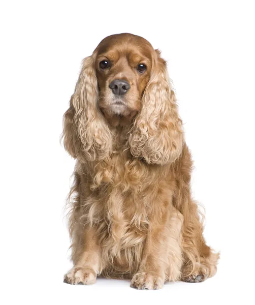 可卡犬 (6 年) — 图库照片